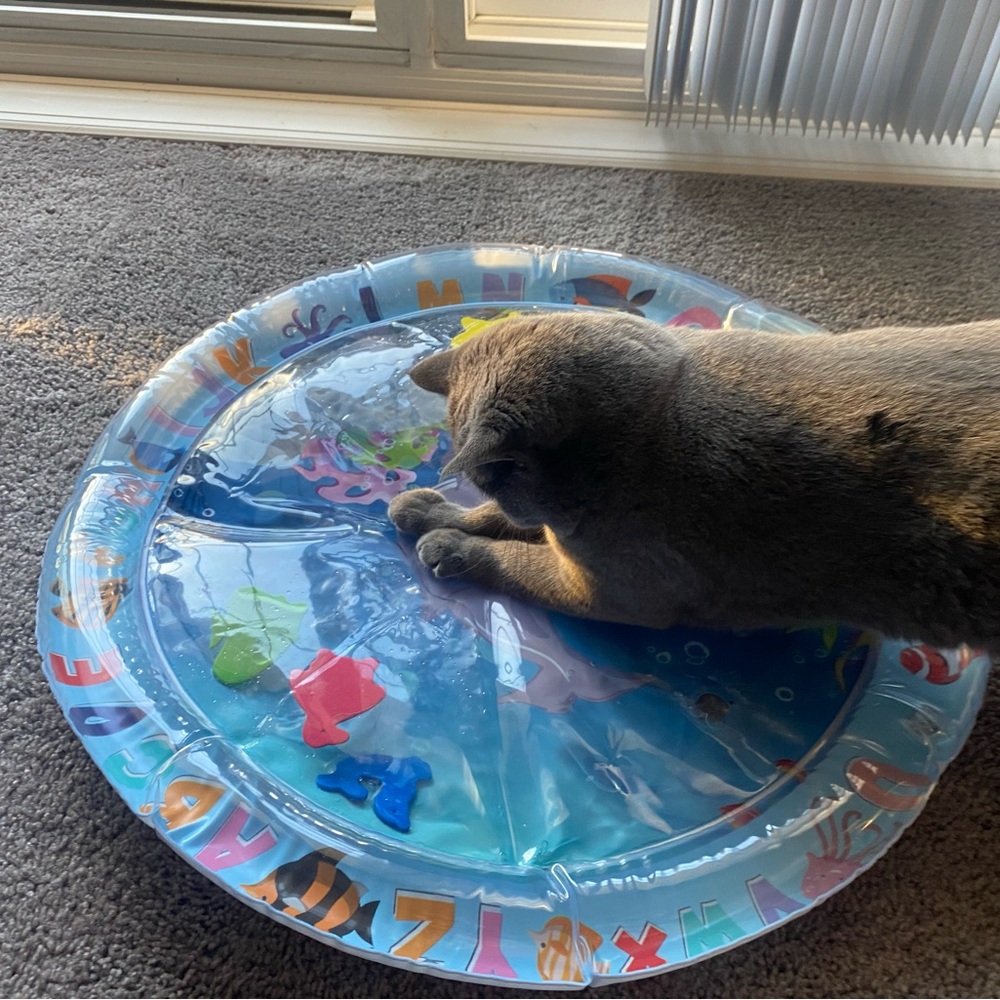 Scratch proof cat toy